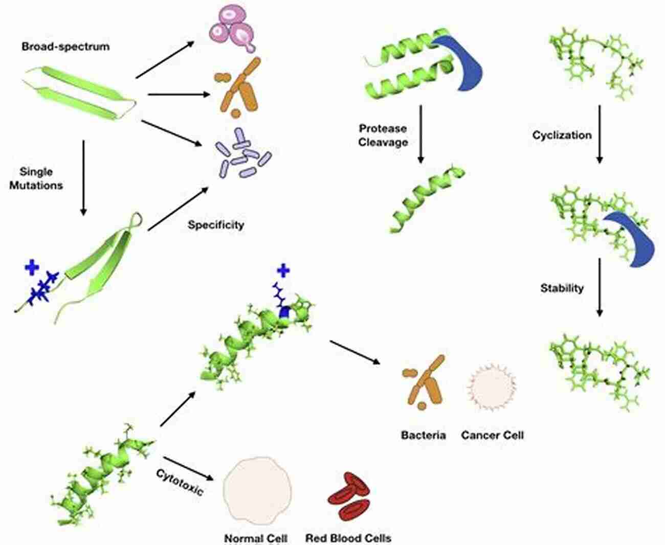 Peptides Synthesis Structures And Applications Peptides: Synthesis Structures And Applications