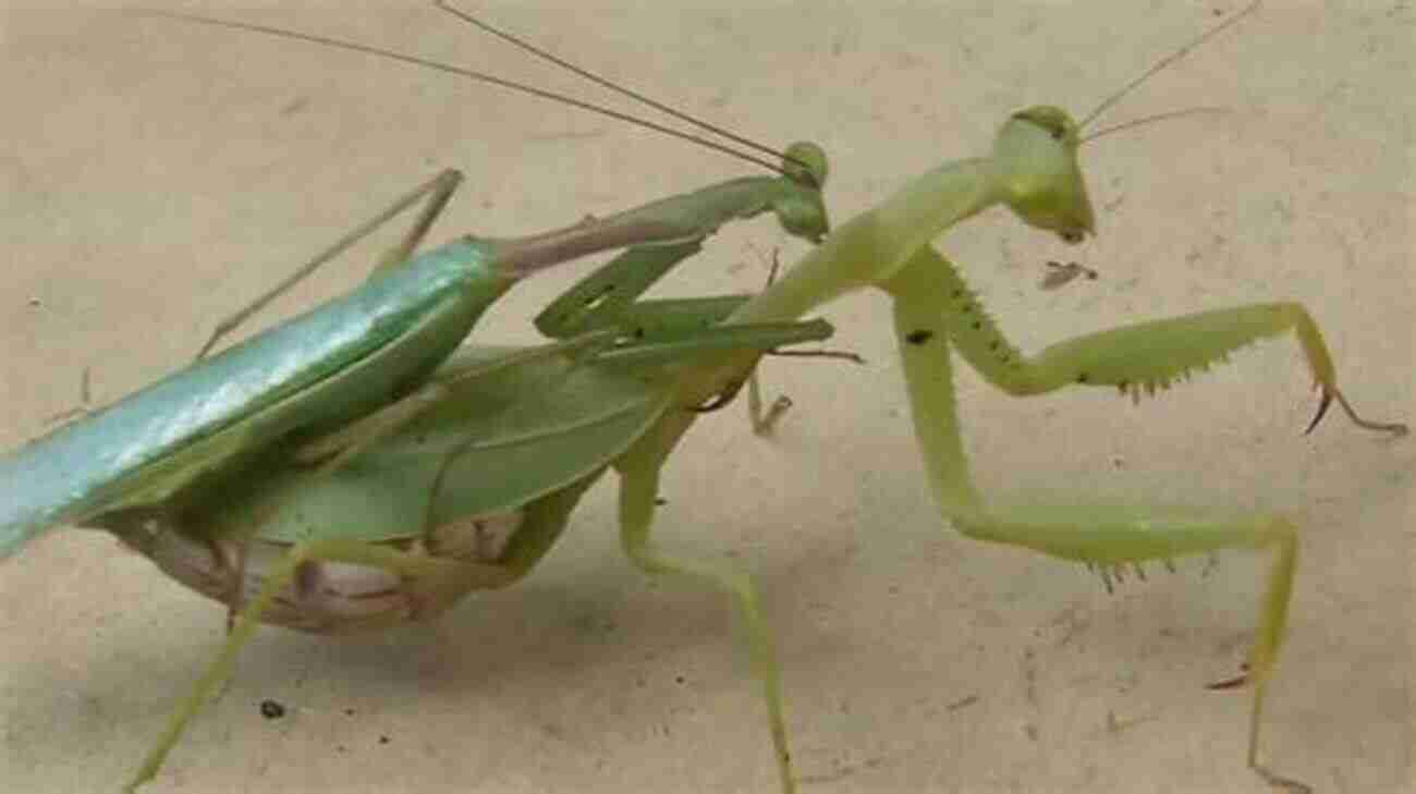 Praying Mantis Breeding Process How To: Keep Care For Praying Mantis: The Easy Educational Pet: Pet Praying Mantis Care Guide