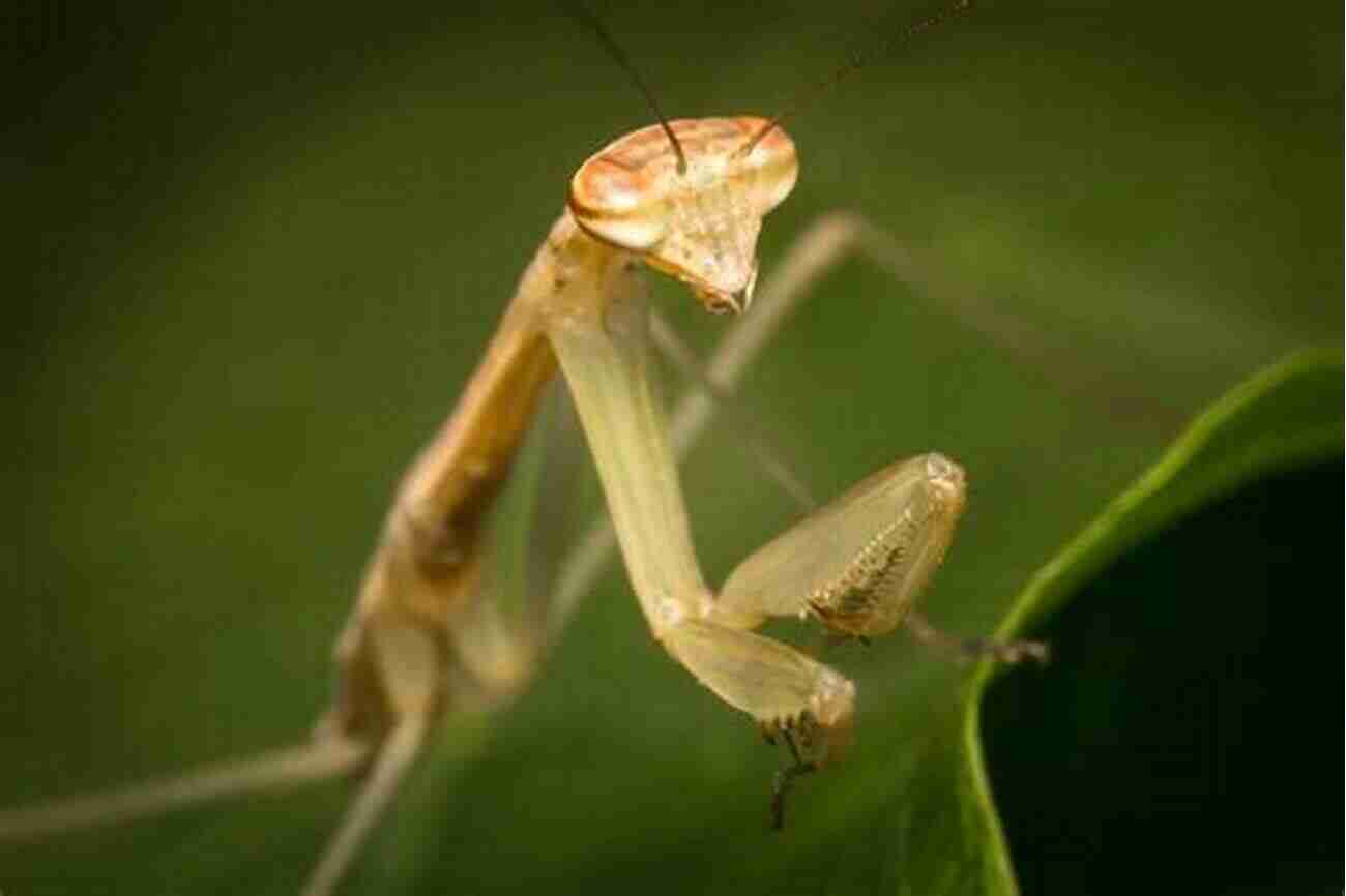 Praying Mantis Diseases And Treatments How To: Keep Care For Praying Mantis: The Easy Educational Pet: Pet Praying Mantis Care Guide