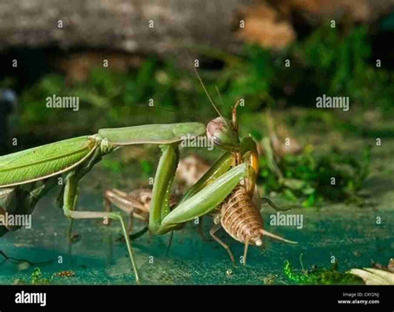 Praying Mantis Feeding On A Cricket How To: Keep Care For Praying Mantis: The Easy Educational Pet: Pet Praying Mantis Care Guide