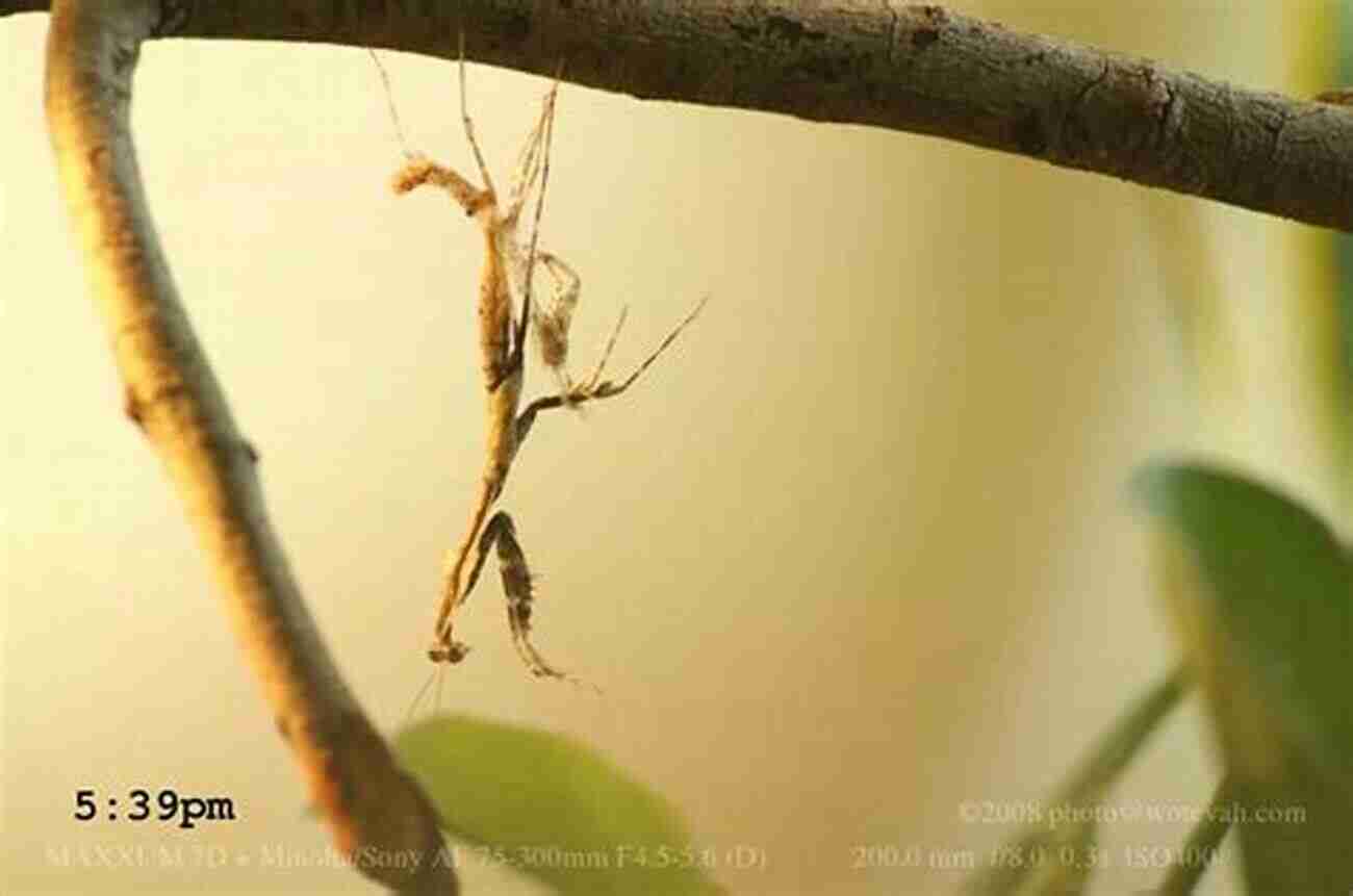 Praying Mantis Molting Process How To: Keep Care For Praying Mantis: The Easy Educational Pet: Pet Praying Mantis Care Guide