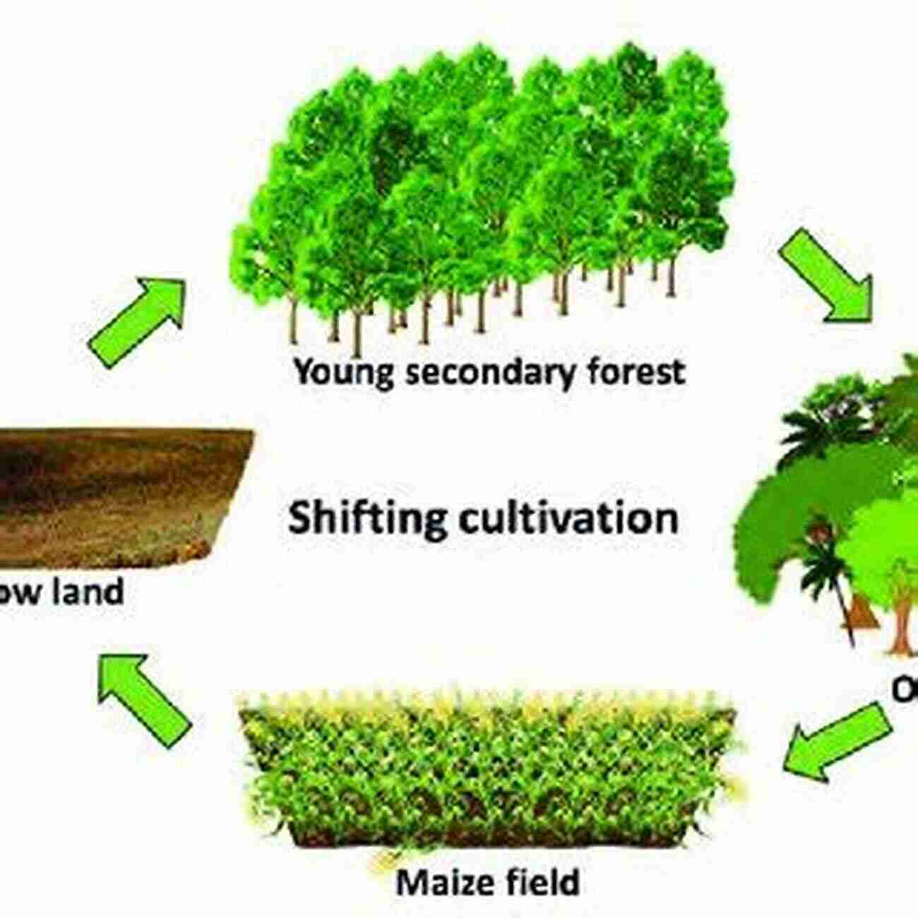 Shifting Cultivation In The Tropics Shifting Cultivation And Secondary Succession In The Tropics