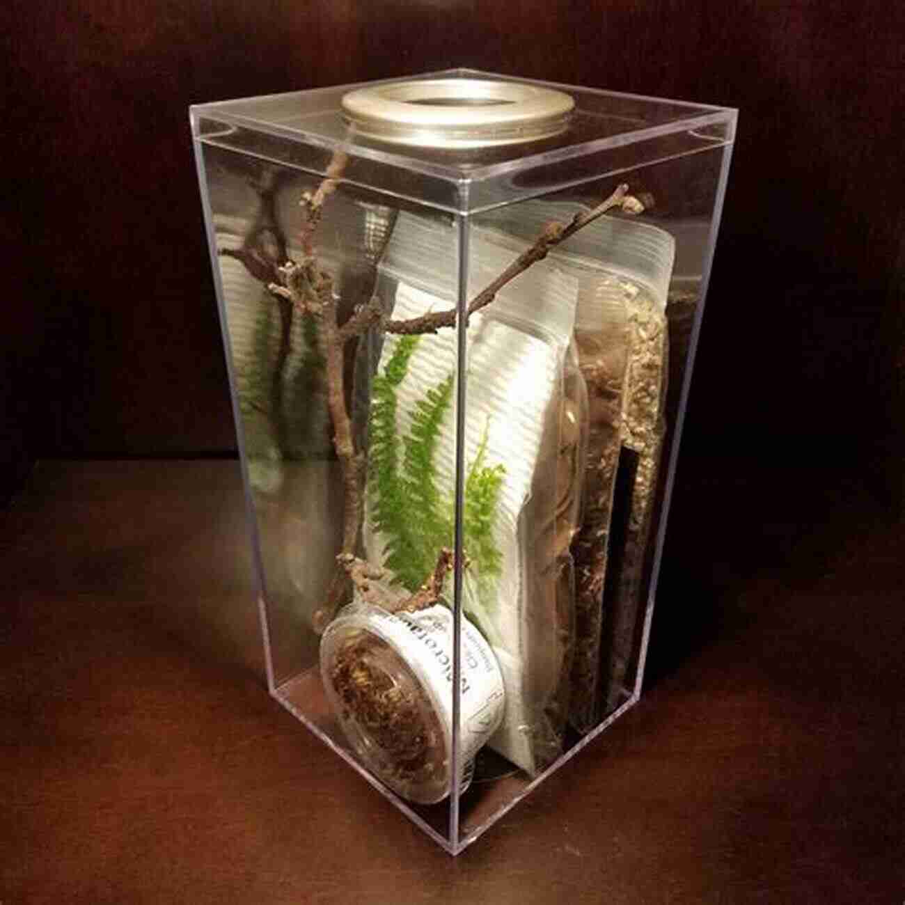 Well Designed Praying Mantis Habitat How To: Keep Care For Praying Mantis: The Easy Educational Pet: Pet Praying Mantis Care Guide