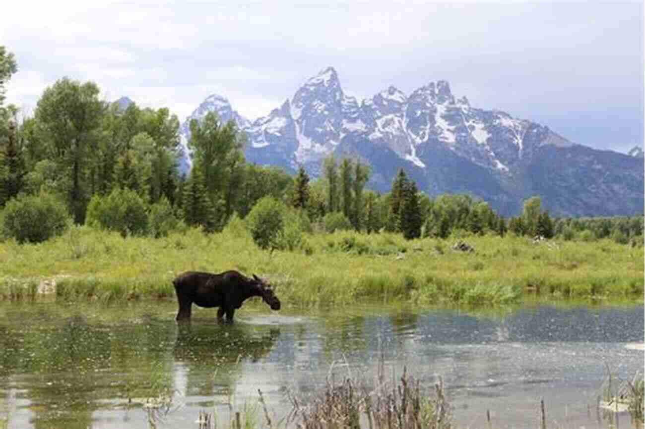 Wilderness Adventure In Grand Teton National Park 7 Days Beyond In Grand Teton National Park: Discover The Highlights And The Road Less Traveled In Grand Teton National Park And Jackson Hole