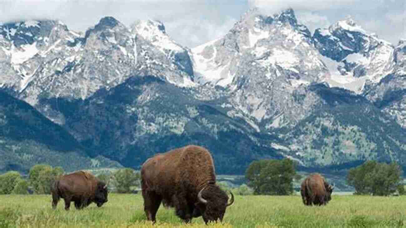 Wildlife In Grand Teton National Park 7 Days Beyond In Grand Teton National Park: Discover The Highlights And The Road Less Traveled In Grand Teton National Park And Jackson Hole