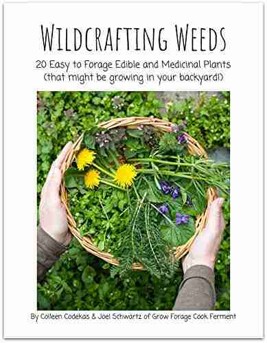 Wildcrafting Weeds: 20 Easy To Forage Edible And Medicinal Plants (that Might Be Growing In Your Backyard )