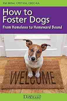 How To Foster Dogs From Homeless To Homeward Bound