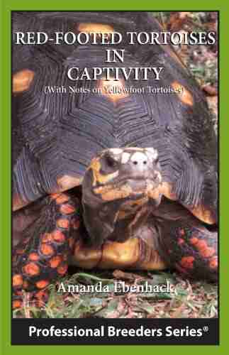 Red Footed Tortoises In Captivity Amanda Ebenhack