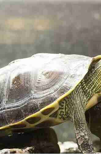 GOLDEN THREAD TURTLE: The Best Guide To Care For Your Golden Thread Turtle And All You Need To Know To Keep Them Well